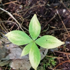 Medeola virginiana