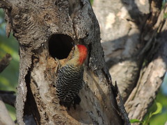 Melanerpes rubricapillus