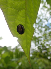 Chelymorpha trinitatis