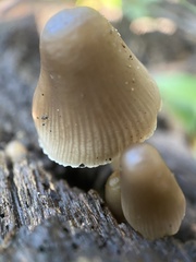 Mycena