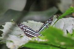 Pseudoneptis bugandensis