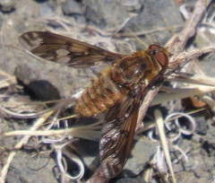 Poecilanthrax arethusa