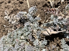Astragalus purshii