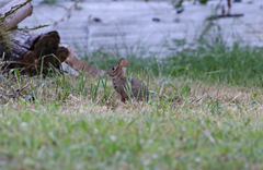 Sylvilagus floridanus