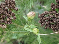 Linaria vulgaris