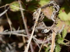 Eristalis hirta