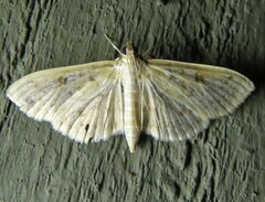 Herpetogramma aquilonalis