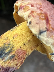 Exsudoporus floridanus