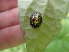 Chelymorpha trinitatis