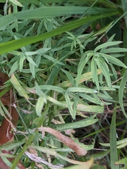 Linaria vulgaris