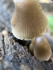 Mycena