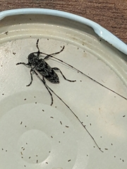 Acanthocinus obliquus