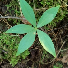 Medeola virginiana