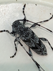 Acanthocinus obliquus