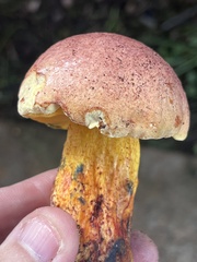 Exsudoporus floridanus