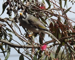 Manorina melanocephala