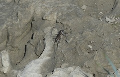Cicindela repanda