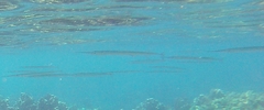 Platybelone argalus