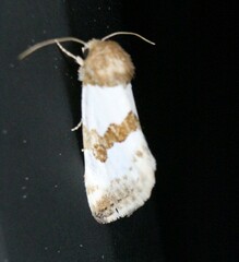 Schinia chryselloides