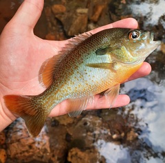 Lepomis auritus