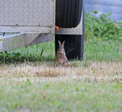 Sylvilagus floridanus