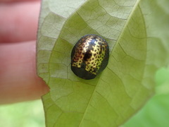 Chelymorpha trinitatis