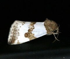 Schinia chryselloides