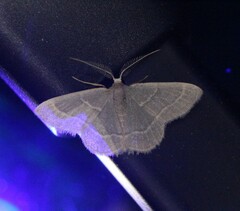 Chlorochlamys phyllinaria