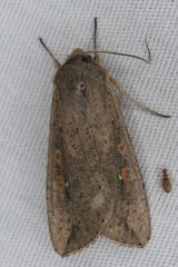 Mythimna unipuncta