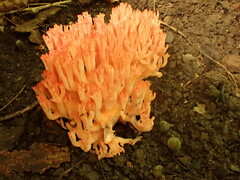 Ramaria subbotrytis