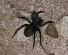 Geolycosa