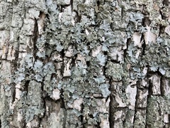 Myelochroa aurulenta