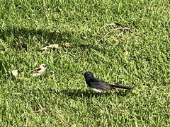 Rhipidura leucophrys