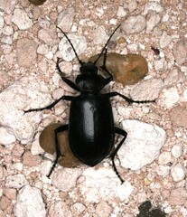 Calosoma