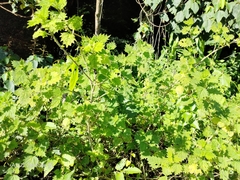 Urtica thunbergiana