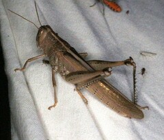 Schistocerca lineata