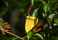 Phoebis philea philea