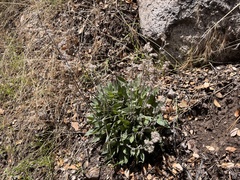 Phacelia imbricata