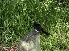 Rhipidura leucophrys