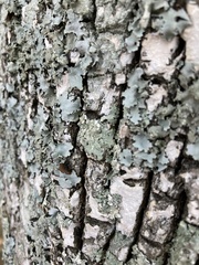 Myelochroa aurulenta