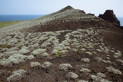 Crossostephium chinense
