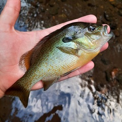 Lepomis auritus