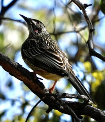 Anthochaera carunculata