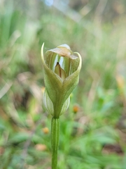 Pterostylis curta