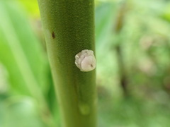 Ceroplastes
