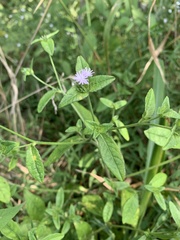 Elephantopus carolinianus