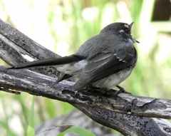 Rhipidura albiscapa