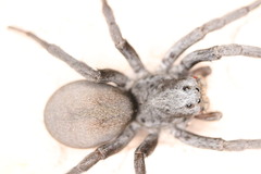 Geolycosa
