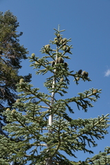 Abies magnifica magnifica