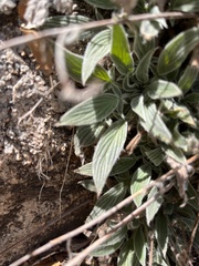 Phacelia imbricata